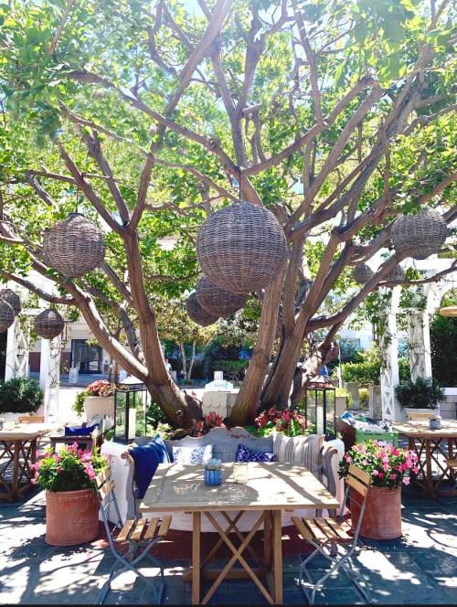 A cozy outdoor dining area with a large tree, woven lanterns, and colorful flowers around wooden tables.