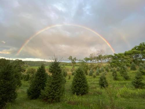 A vibrant rainbow arcs over a field of evergreen trees under a cloudy sky.