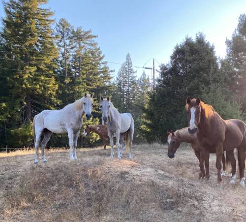 A group of horses standing in a grassy area surrounded by trees, with sunlight filtering through the leaves.