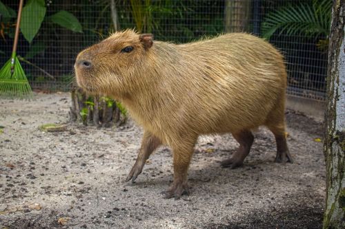 A capybara stands on sandy ground, surrounded by greenery and a fence in the background.