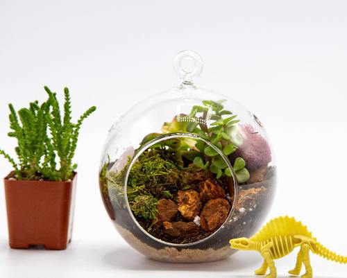 A glass terrarium with succulents and moss, alongside a small potted plant and a yellow dinosaur figurine.