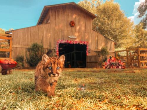 A small, spotted cub walks on grass in front of a rustic barn, surrounded by trees and colorful flowers.