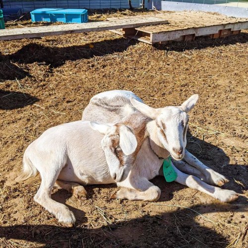 Two goats resting together on the ground, with one leaning against the other in a sunny farm setting.