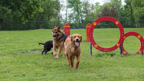 Two dogs, a German Shepherd and a Golden Retriever, playfully run through a grassy park with agility equipment.