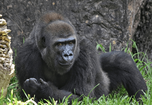A gorilla resting on the grass, looking thoughtfully with a rocky background.
