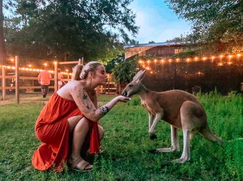 A woman in a red dress kneels to feed a kangaroo in a softly lit outdoor setting.