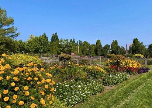 A vibrant garden filled with colorful flowers and lush greenery under a clear blue sky.