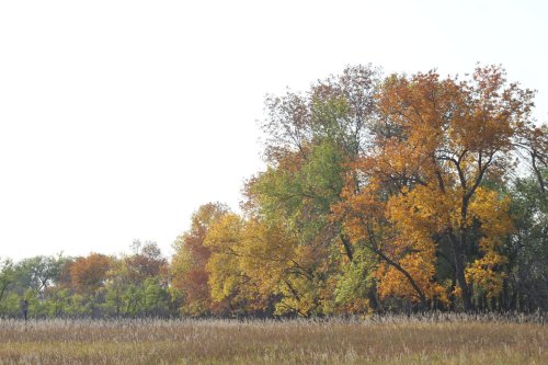 A landscape featuring trees with vibrant autumn foliage in shades of orange, yellow, and green, set against a clear sky.
