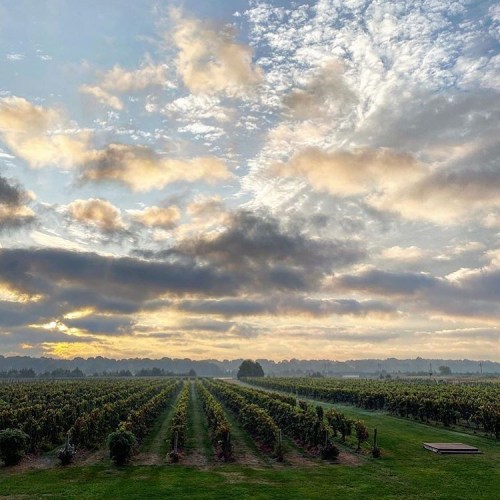 A scenic vineyard under a cloudy sky at sunrise, with rows of grapevines stretching into the distance.