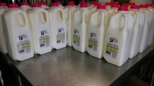 A row of plastic jugs of goat milk on a stainless steel surface, labeled and capped with red lids.