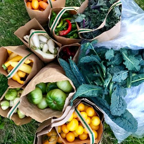 A variety of fresh vegetables in paper bags, including tomatoes, peppers, squash, and kale, arranged on grass.
