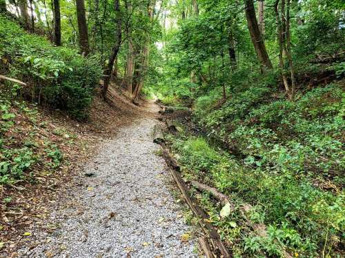 A gravel path winding through a lush green forest with trees and underbrush on either side.