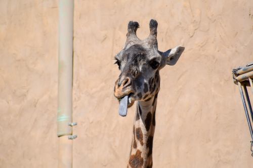 A close-up of a giraffe sticking out its tongue against a beige wall background.