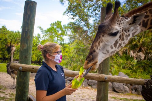 A woman in a mask feeds a giraffe leafy greens at a zoo, with an ostrich in the background.