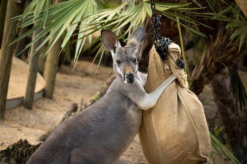 A kangaroo leans against a burlap sack, surrounded by palm trees in a natural setting.