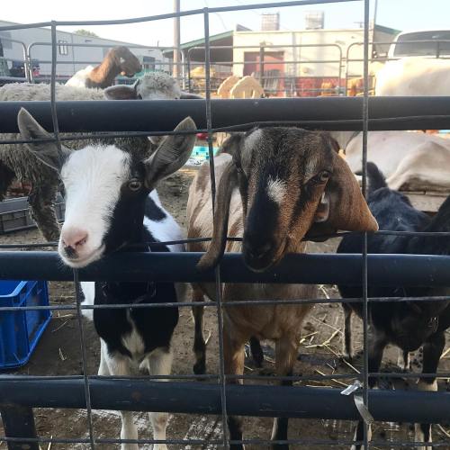 Two goats peering through a wire fence at a farm, surrounded by other animals and a rustic setting.