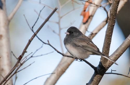 A small gray bird perched on a branch, surrounded by bare twigs and a soft, blurred background.