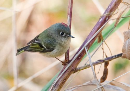A small bird with a green body and a red crown perched on a thin branch among dry grasses.