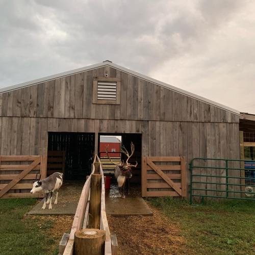 A wooden barn with a reindeer exiting and a goat nearby, set against a cloudy sky.