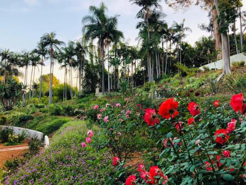 A vibrant garden filled with blooming roses and lush palm trees under a clear sky.