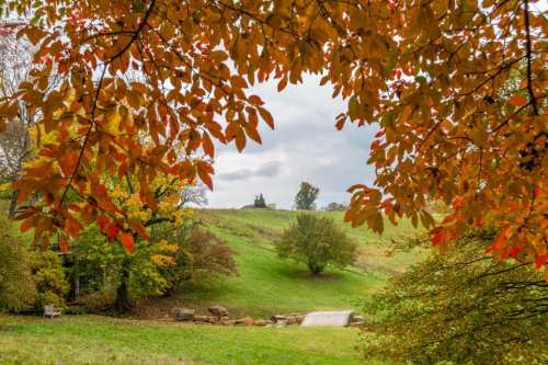 A scenic view of a grassy hill framed by vibrant autumn leaves in shades of orange and yellow.