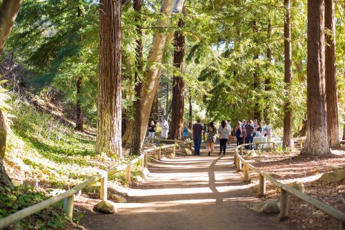 A sunlit forest path with people gathered among tall trees, enjoying a day outdoors.