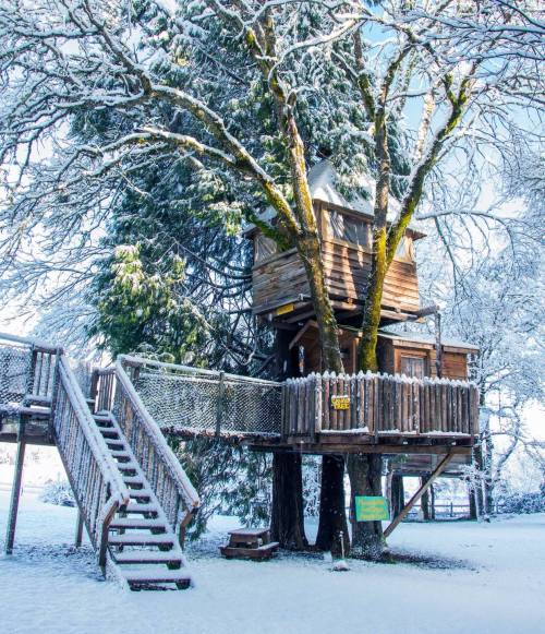 A wooden treehouse nestled in snow-covered trees, with a staircase leading up to it. Bright blue sky in the background.