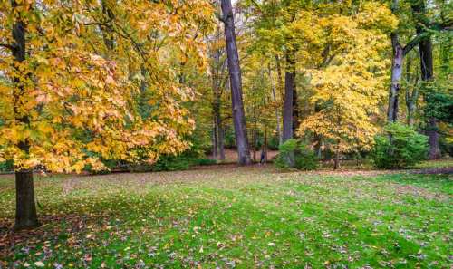 A serene forest scene with tall trees and vibrant autumn leaves scattered on the ground.