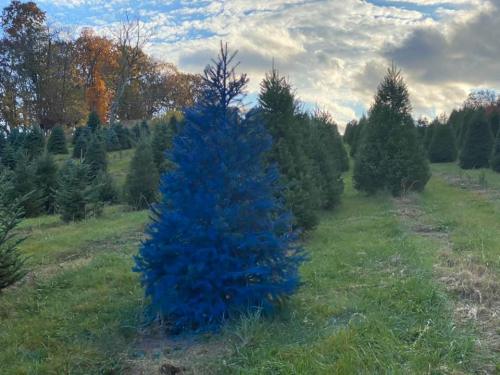 A bright blue Christmas tree stands out among green trees in a field under a cloudy sky.