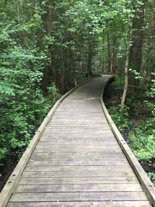 A winding wooden boardwalk through a lush green forest, surrounded by trees and foliage.