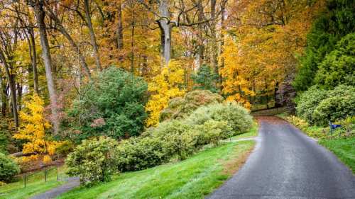 A winding path through a vibrant autumn forest with colorful leaves and lush greenery.
