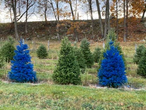 A row of evergreen trees, with one vibrant blue tree among green ones, set against a backdrop of autumn foliage.