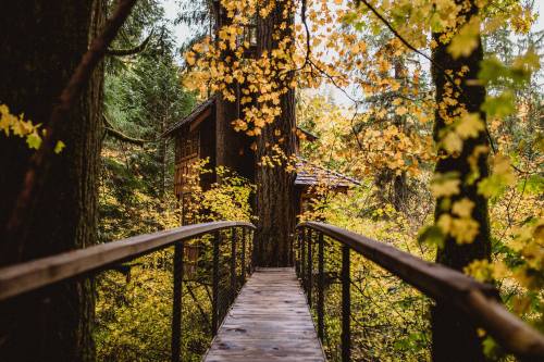 A wooden bridge leads to a treehouse surrounded by vibrant autumn foliage.