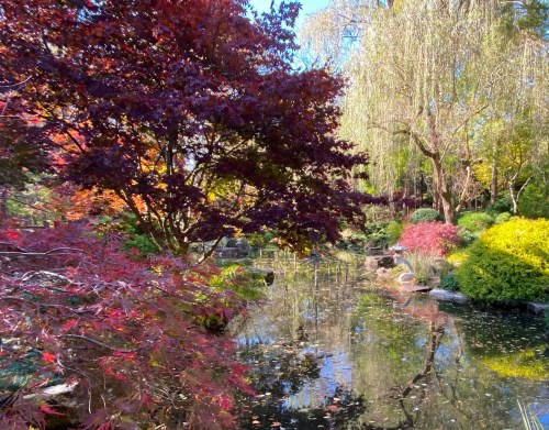 A serene garden scene with colorful trees reflecting in a calm pond under a clear blue sky.