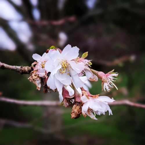A close-up of delicate white cherry blossoms on a branch, with a blurred green background.