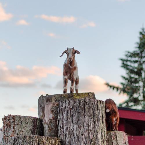 A goat stands atop a large tree stump, with a cloudy sky and trees in the background. Another goat is partially visible.