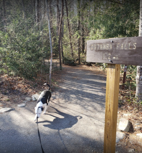 A dog on a leash walks along a trail with a sign for Catawba Falls 1.2 miles ahead, surrounded by trees.