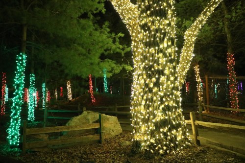 A tree wrapped in white lights surrounded by colorful lights on other trees in a dark, festive outdoor setting.