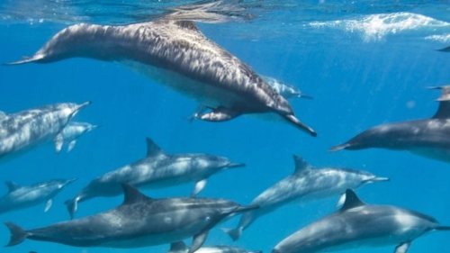 A group of dolphins swimming gracefully in clear blue water, with one dolphin prominently in the foreground.