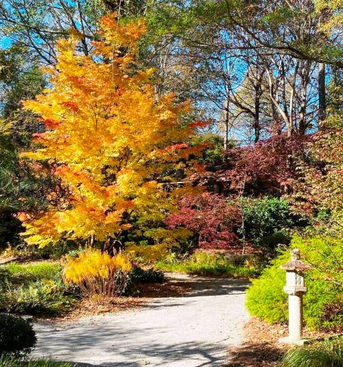 A vibrant autumn scene featuring a bright yellow tree along a gravel path, surrounded by colorful foliage and a lantern.