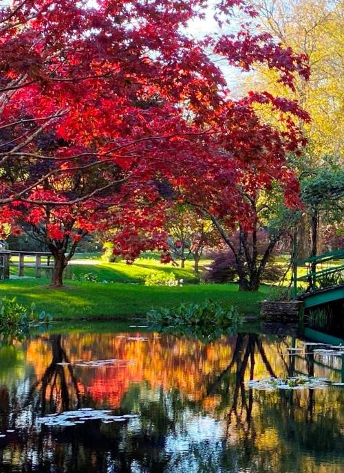 A serene pond reflects vibrant autumn foliage and a red maple tree, surrounded by lush greenery and a small bridge.