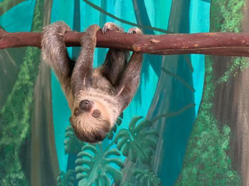 A sloth hanging upside down from a branch in a vibrant, green jungle setting.