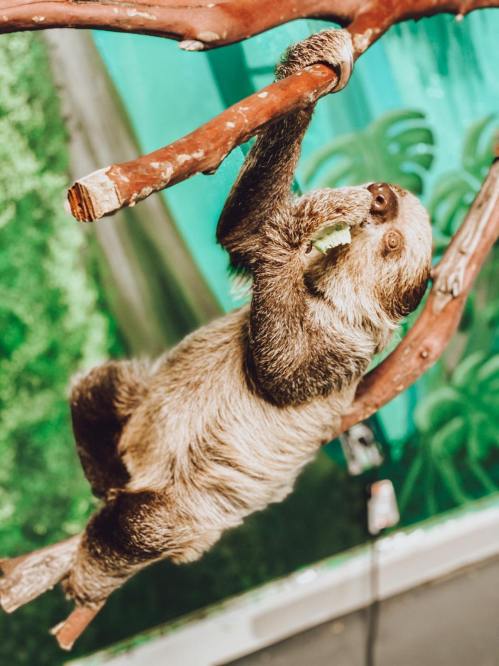 A sloth hanging from a branch, munching on a leaf, with a vibrant green background.