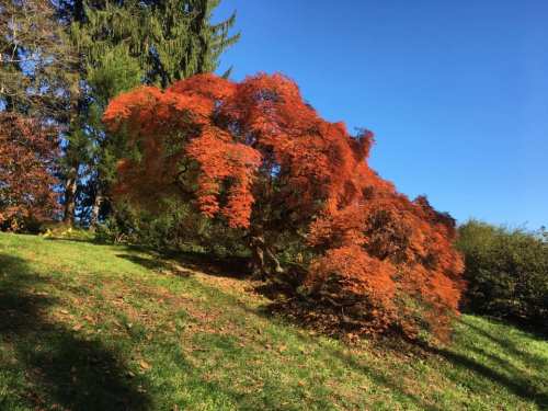A vibrant red maple tree stands on a grassy slope under a clear blue sky, surrounded by green foliage.