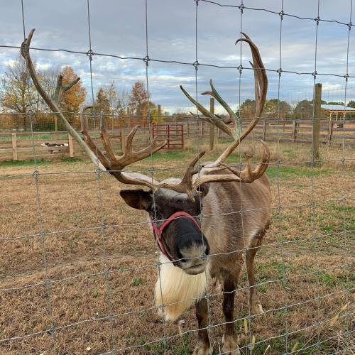 A reindeer with large antlers stands behind a wire fence in a grassy field, surrounded by trees and a cloudy sky.