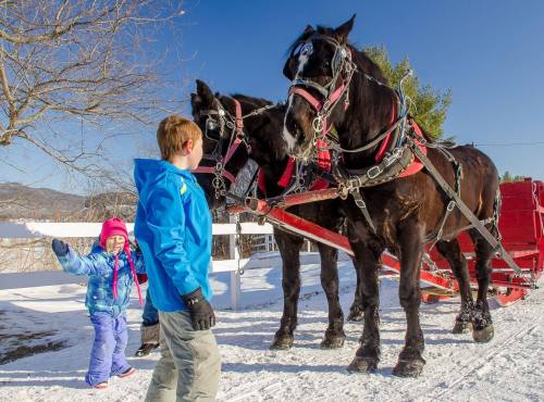 A child in winter clothing interacts with two horses harnessed to a sleigh in a snowy landscape.