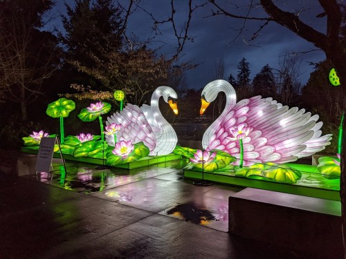 Two illuminated swans surrounded by glowing lotus flowers, reflecting on a wet surface under a twilight sky.