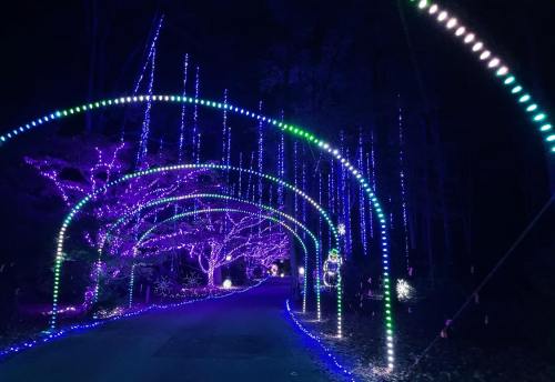 A colorful light display creates an archway over a dark path, surrounded by trees illuminated in purple and blue.