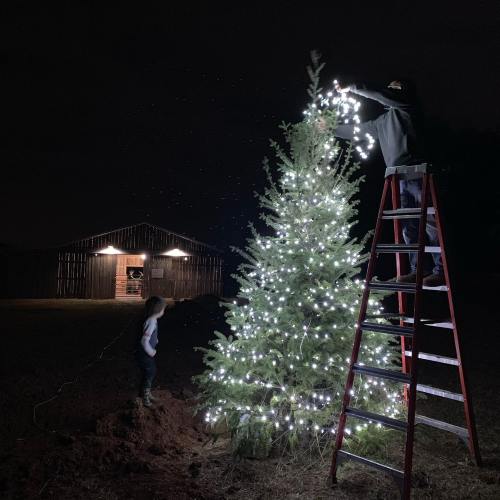 A person on a ladder decorates a Christmas tree with lights while a child watches nearby, with a barn in the background.