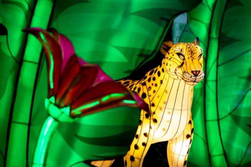 A vibrant lantern of a leopard surrounded by green foliage and a colorful flower.